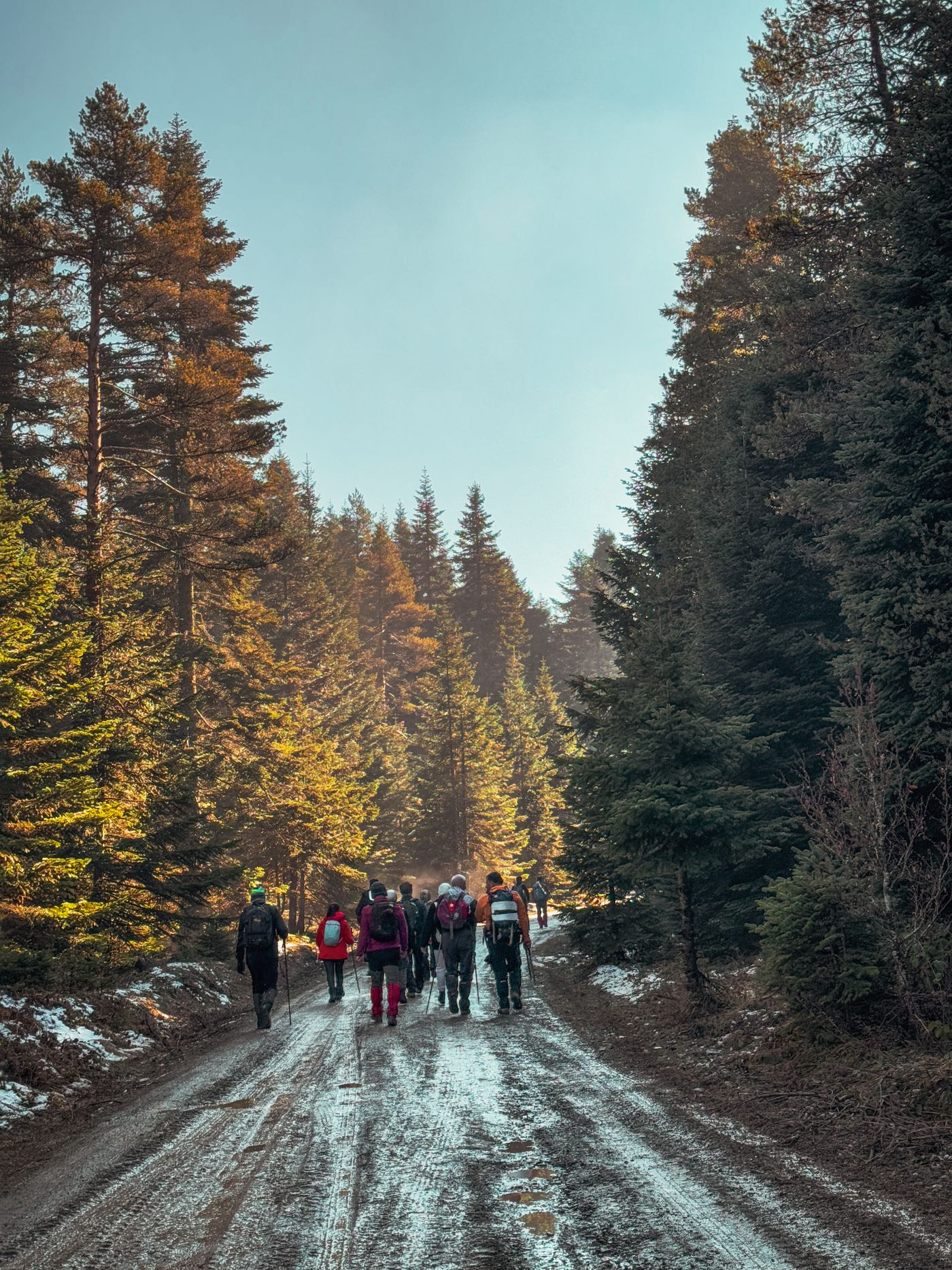 A small group hiking a scenic forest trail